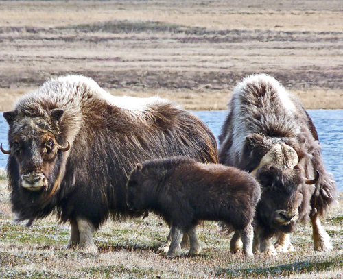 Muskoxen may be susceptible to arctic climate change and emerging infectious diseases.: Photograph by S. Kutz courtesy of NSF